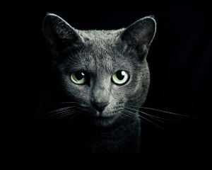 eye_of_russian_blue_cat_hq